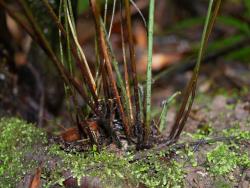 Pteris cretica. Stipes arising from short-creeping rhizome, green when young, becoming red-brown at maturity.
 Image: L.R. Perrie © Leon Perrie CC BY-NC 3.0 NZ